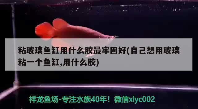 粘玻璃魚缸用什么膠最牢固好(自己想用玻璃粘一個魚缸,用什么膠) 粘玻璃魚缸用什么膠最牢固好(自己想用玻璃粘一個魚缸,用什么膠) 觀賞魚百科