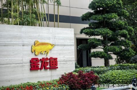 龍魚飼料自制教程（如何確保自制的龍魚飼料營(yíng)養(yǎng)均衡？）