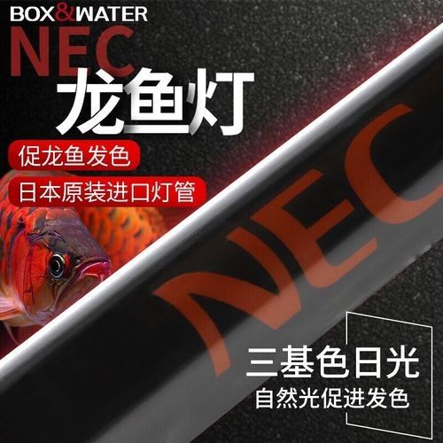博特NEC燈的價格是多少？（nec龍魚專用燈的價格）