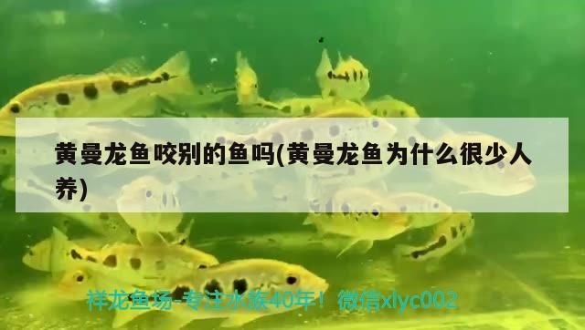 黃曼龍魚咬別的魚嗎(黃曼龍魚為什么很少人養)（黃曼龍魚為什么很少人養、黃曼龍魚為什么很少人養、黃曼龍魚咬別的魚嗎）