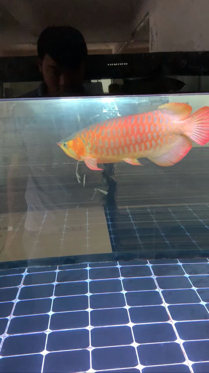 廣州魚缸批發(fā)市場最后的紅燈太不自然了（廣州魚缸批發(fā)市場的紅燈現(xiàn)象） 廣州魚缸批發(fā)市場最后的紅燈太不自然了（廣州魚缸批發(fā)市場的紅燈現(xiàn)象） 觀賞魚百科 第2張