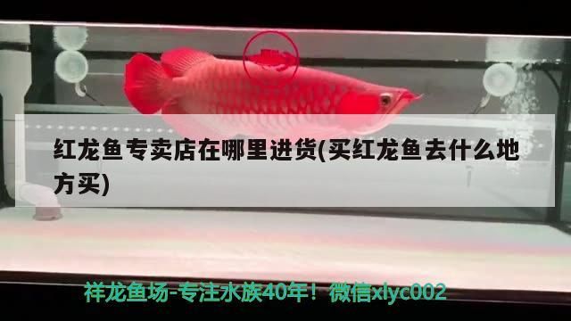 我是一只魚（我是一只魚，一只快樂的魚）