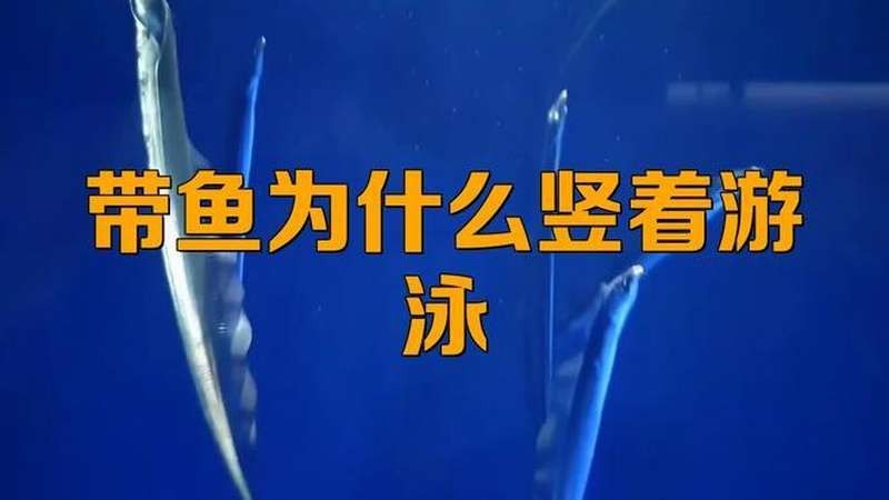 龍魚豎著游多久會死？（龍魚豎著游多久會死）