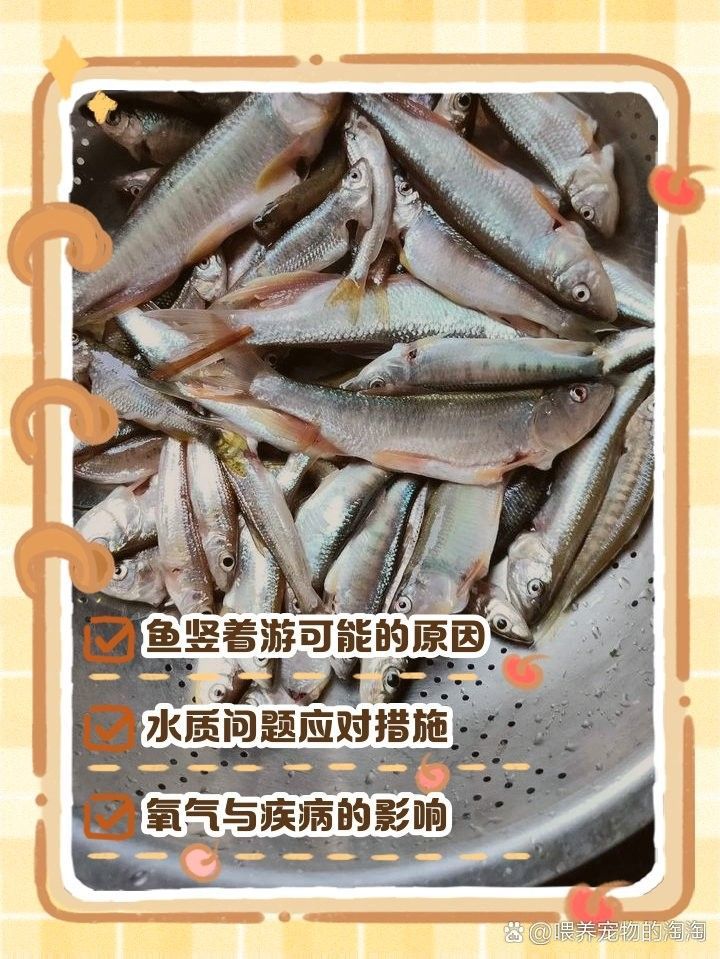 龍魚豎著游多久會死？（龍魚豎著游多久會死）
