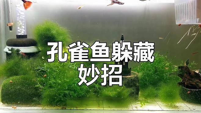 推薦幾款適合混養的躲避裝飾（幾款適合混養的躲避裝飾推薦）
