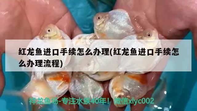 紅龍魚進口手續(xù)怎么辦理(紅龍魚進口手續(xù)怎么辦理流程)（紅龍魚進口手續(xù)怎么辦理）