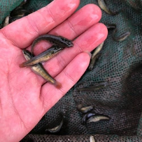 黑龍魚圖片高清大圖（黑龍魚圖片高清大圖展示）