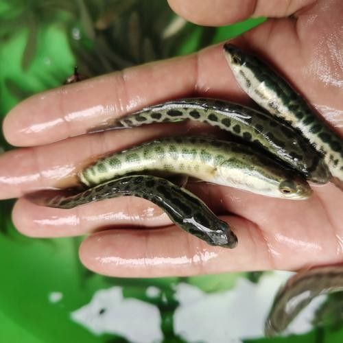 黑龍魚圖片高清大圖（黑龍魚圖片高清大圖展示）