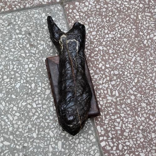 黑龍魚圖片高清大圖（黑龍魚圖片高清大圖展示）