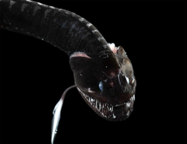 黑龍魚圖片高清大圖（黑龍魚圖片高清大圖展示）