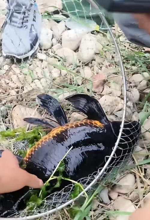黑龍魚圖片高清大圖（黑龍魚圖片高清大圖展示）