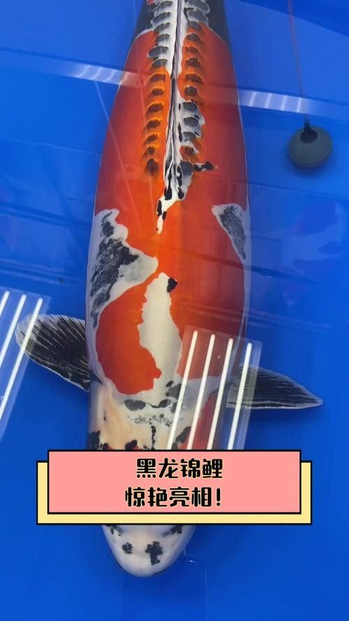 黑龍魚圖片高清大圖（黑龍魚圖片高清大圖展示）