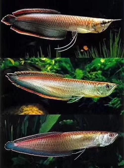 黑龍魚圖片高清大圖（黑龍魚圖片高清大圖展示）