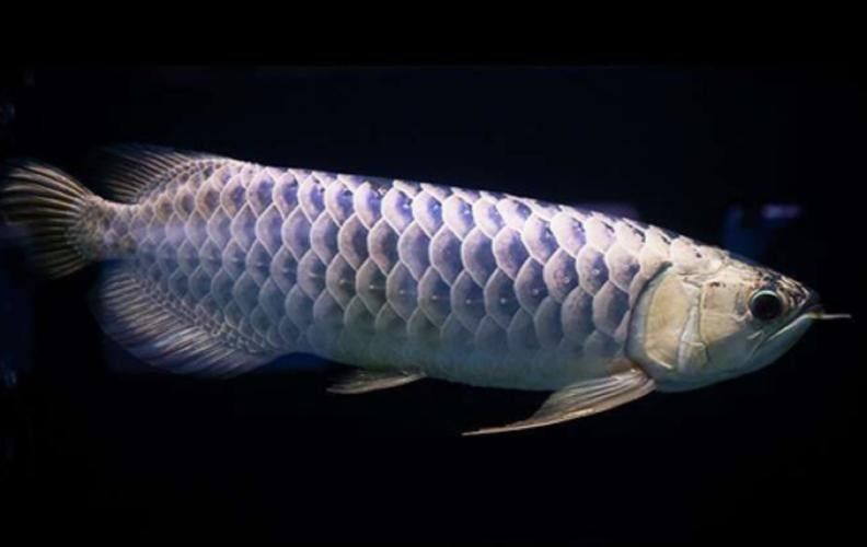 黑龍魚圖片高清大圖（黑龍魚圖片高清大圖展示）