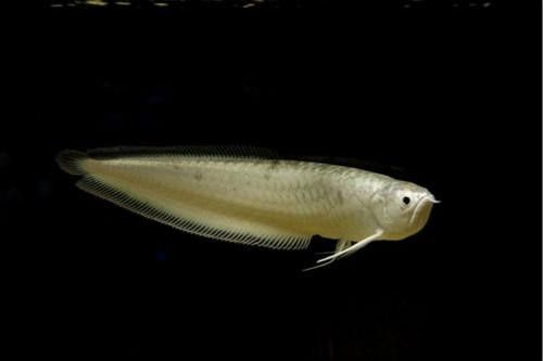 黑龍魚圖片高清大圖（黑龍魚圖片高清大圖展示）