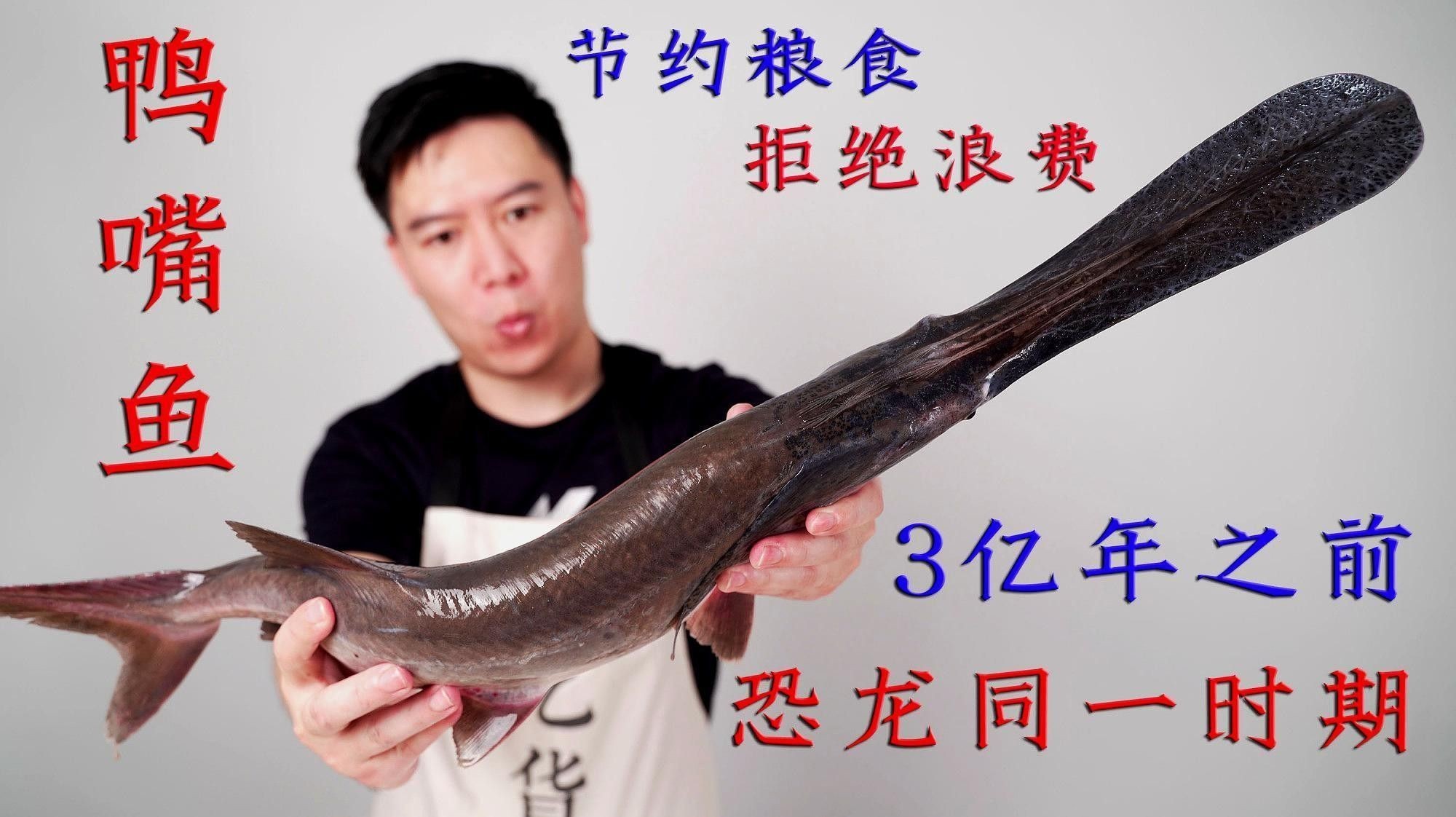 如何避免斑馬鴨嘴魚驚嚇龍魚（斑馬鴨嘴魚與龍魚混養的最佳比例是多少斑馬鴨嘴魚受驚了怎么辦）
