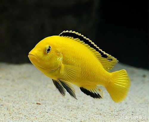 如何避免斑馬鴨嘴魚驚嚇龍魚（斑馬鴨嘴魚與龍魚混養的最佳比例是多少斑馬鴨嘴魚受驚了怎么辦）