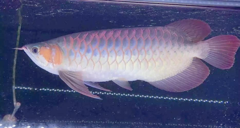 哪種假龍魚最稀有？（探討哪種假龍魚最稀有的問題） 哪種假龍魚最稀有？（探討哪種假龍魚最稀有的問題） 龍魚百科 第5張