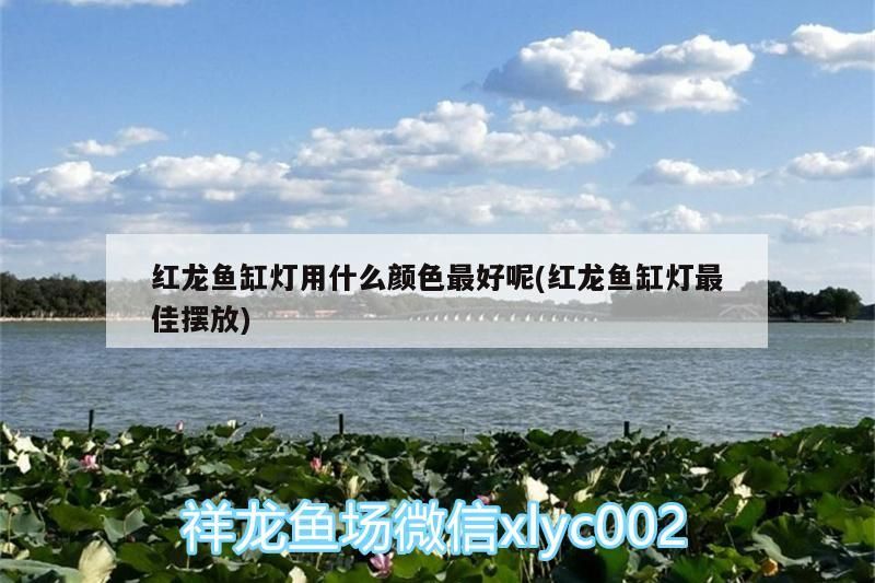 魚缸用增氧泵價格是多少:魚缸增氧機-xtrac增氧機-xtrac增氧機 紅龍魚缸燈用什么顏色最好呢(紅龍魚缸燈最佳擺放)(新買的龍魚晚上要關(guān)燈嗎) 觀賞魚百科 紅龍魚缸燈用什么顏色最好呢(紅龍魚缸燈最佳擺放)(新買的龍魚晚上要關(guān)燈嗎) 紅龍魚缸燈用什么顏色最好呢(紅龍魚缸燈最佳擺放)(新買的龍魚晚上要關(guān)燈嗎) 觀賞魚百科