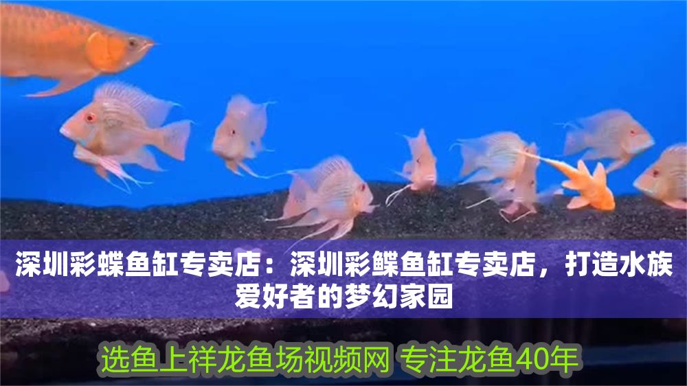 深圳彩蝶魚缸專賣店：深圳彩鰈魚缸專賣店，打造水族愛好者的夢幻家園（深圳彩鰈魚缸專賣店） 深圳彩蝶魚缸專賣店：深圳彩鰈魚缸專賣店，打造水族愛好者的夢幻家園（深圳彩鰈魚缸專賣店） 觀賞魚百科 第1張