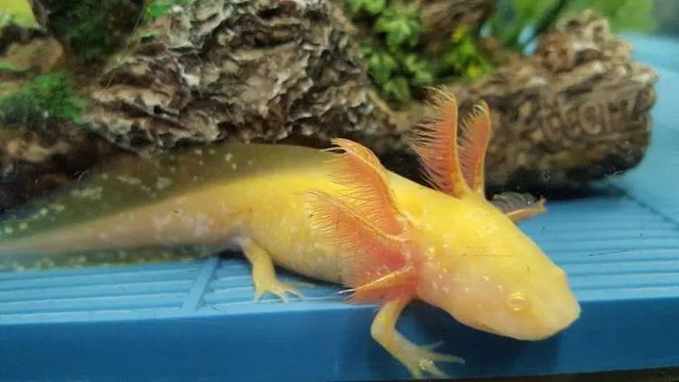 斑馬狗頭發(fā)色的條件 斑馬狗頭魚怎么長的快呢視頻(斑馬狗頭魚怎么長的快呢視頻教程)(斑馬狗頭魚怎么長的快) 觀賞魚百科 斑馬狗頭魚怎么長的快呢視頻(斑馬狗頭魚怎么長的快呢視頻教程)(斑馬狗頭魚怎么長的快) 斑馬狗頭魚怎么長的快呢視頻(斑馬狗頭魚怎么長的快呢視頻教程)(斑馬狗頭魚怎么長的快) 觀賞魚百科