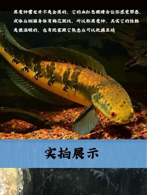 黑魔雷龍魚有哪些品種圖片（關(guān)于黑魔雷龍魚的一些基本信息）