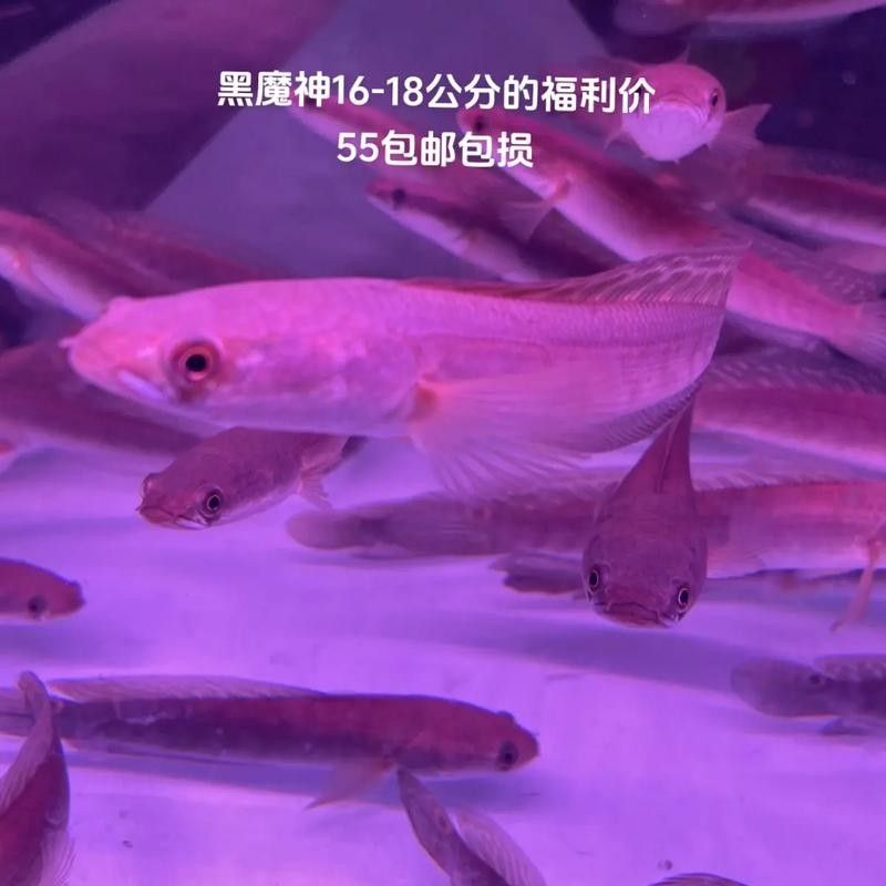 黑魔雷龍魚有哪些品種圖片（關(guān)于黑魔雷龍魚的一些基本信息）