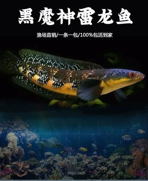 黑魔雷龍魚有哪些品種圖片（關(guān)于黑魔雷龍魚的一些基本信息）