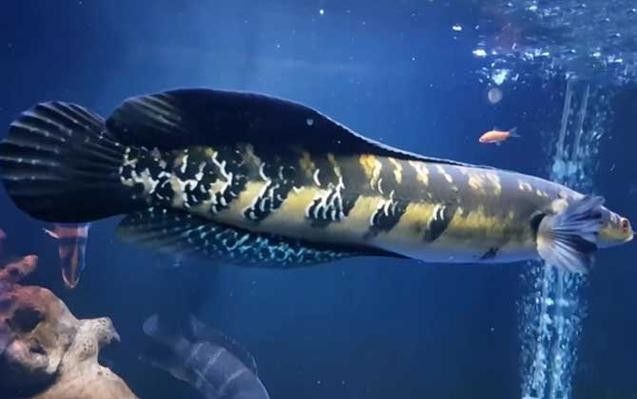 黑魔雷龍魚有哪些品種圖片（關(guān)于黑魔雷龍魚的一些基本信息）
