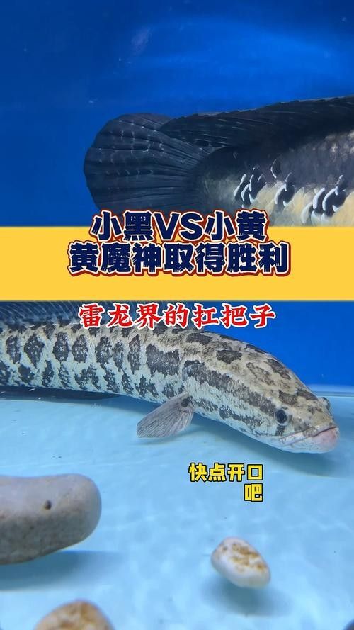 黑魔雷龍魚有哪些品種圖片（關(guān)于黑魔雷龍魚的一些基本信息）