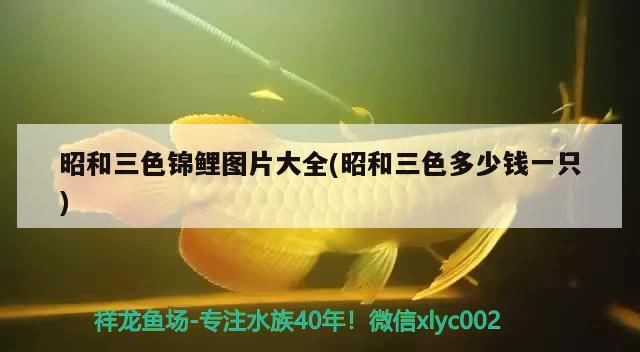 錦鯉魚 昭和三色錦鯉圖片大全(昭和三色多少錢一只)(昭和三色錦鯉圖片圖片大全) 觀賞魚百科 昭和三色錦鯉圖片大全(昭和三色多少錢一只)(昭和三色錦鯉圖片圖片大全) 昭和三色錦鯉圖片大全(昭和三色多少錢一只)(昭和三色錦鯉圖片圖片大全) 觀賞魚百科