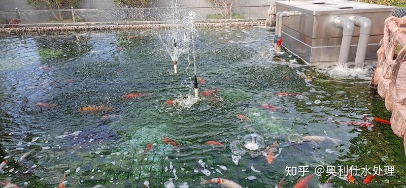 白子招財龍多久喂一次合適（白子招財龍多久喂一次食物）