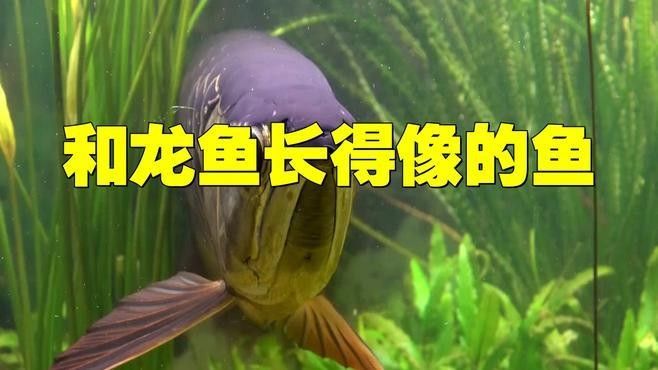 和金龍魚很像的冷水魚有哪些（冷水魚有哪些品種？） 和金龍魚很像的冷水魚有哪些（冷水魚有哪些品種？） 龍魚百科 第7張