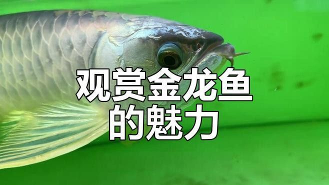 和金龍魚很像的冷水魚有哪些（冷水魚有哪些品種？） 和金龍魚很像的冷水魚有哪些（冷水魚有哪些品種？） 龍魚百科 第14張