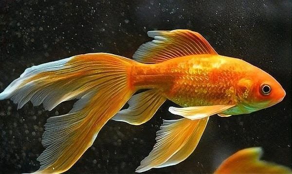 和金龍魚很像的冷水魚有哪些（冷水魚有哪些品種？） 和金龍魚很像的冷水魚有哪些（冷水魚有哪些品種？） 龍魚百科 第16張