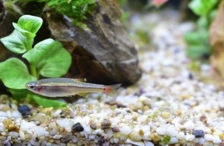 和金龍魚很像的冷水魚有哪些（冷水魚有哪些品種？） 和金龍魚很像的冷水魚有哪些（冷水魚有哪些品種？） 龍魚百科 第17張