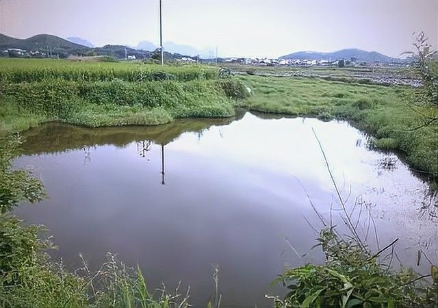 七星魚在廣東的分布范圍有哪些（七星魚在廣東有哪些天敵？） 七星魚在廣東的分布范圍有哪些（七星魚在廣東有哪些天敵？） 龍魚百科 第3張