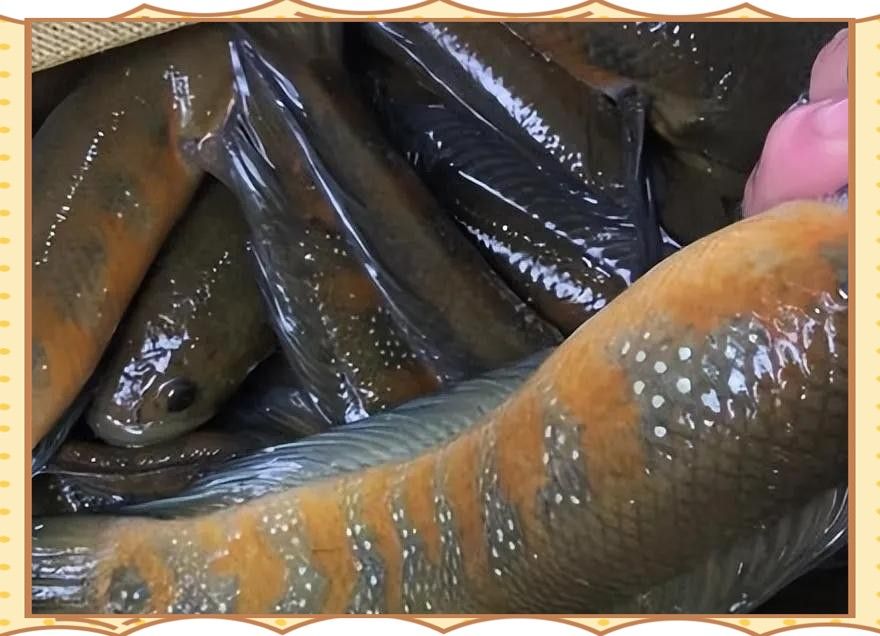 七星魚在廣東的分布范圍有哪些（七星魚在廣東有哪些天敵？） 七星魚在廣東的分布范圍有哪些（七星魚在廣東有哪些天敵？） 龍魚百科 第2張