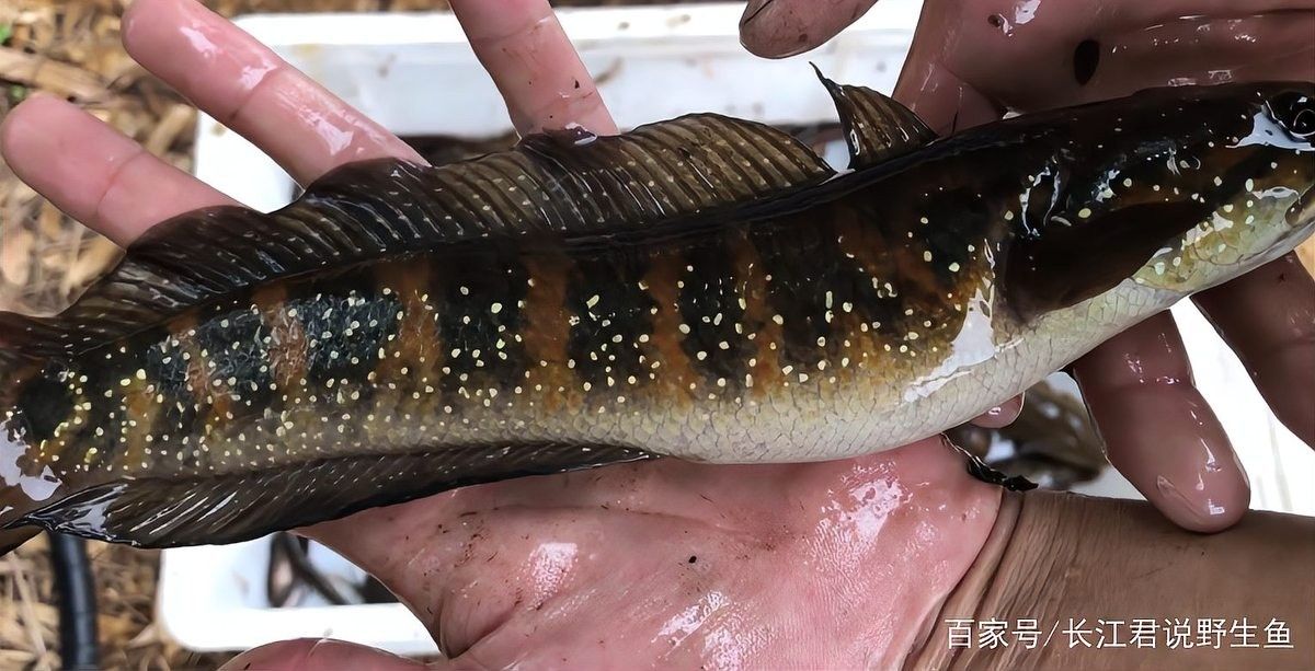 七星魚在廣東的分布范圍有哪些（七星魚在廣東有哪些天敵？） 七星魚在廣東的分布范圍有哪些（七星魚在廣東有哪些天敵？） 龍魚百科 第5張