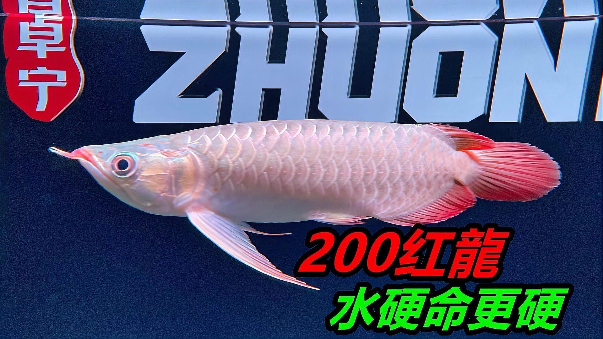 如何為紅龍魚提供穩定的水質？（家養紅龍魚的正確飼養方法） 如何為紅龍魚提供穩定的水質？（家養紅龍魚的正確飼養方法） 龍魚百科 第9張