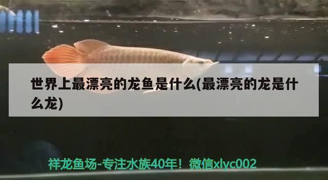 世界上最漂亮的龍魚是什么(最漂亮的龍是什么龍)