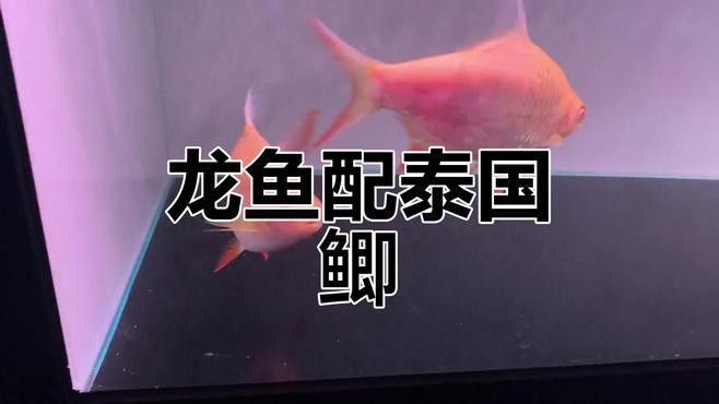 泰國鯽和龍魚混養的最佳比例（泰國鯽和龍魚混養的好處與注意事項）
