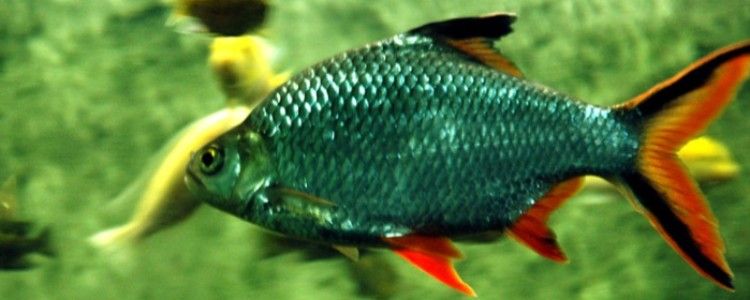 泰國鯽魚多久喂一次？（泰國鯽魚喂食頻率建議每2天喂1次，5分鐘內吃完為宜）