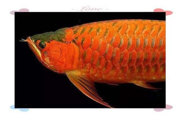如何預(yù)防血紅龍魚掉眼