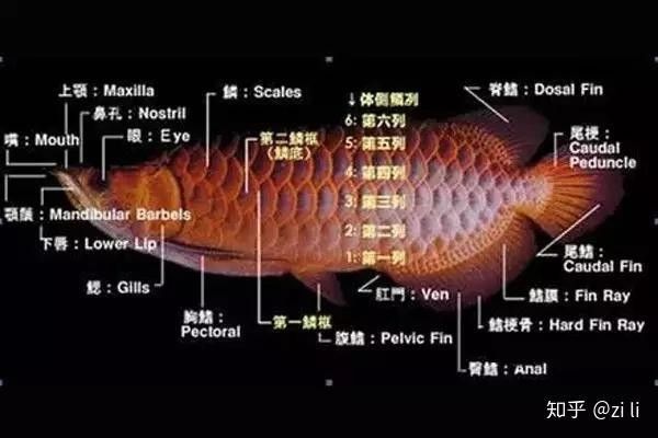 金龍魚和紅龍魚哪個更容易發色？（金龍魚和紅龍魚哪個更容易發色這幾個小技巧你一定要知道）