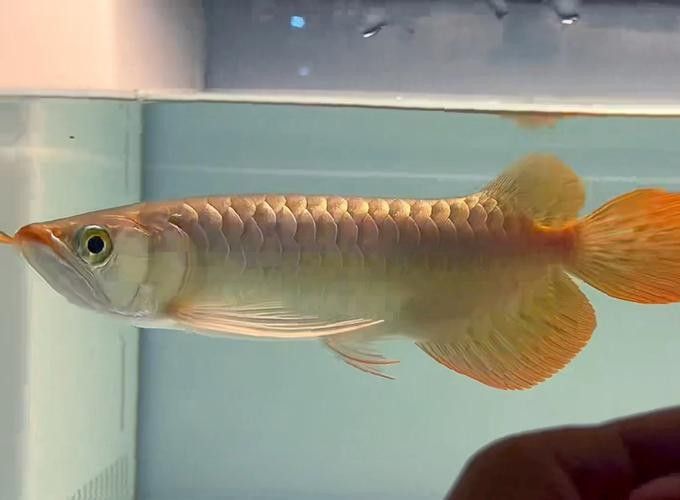 火焰尾紅龍魚如何飼養？