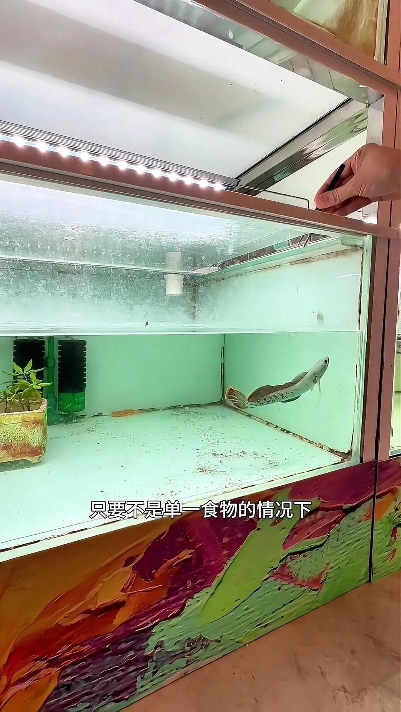 雷龍魚冬季需要喂食嗎 雷龍魚冬季需要喂食嗎 龍魚百科 第4張