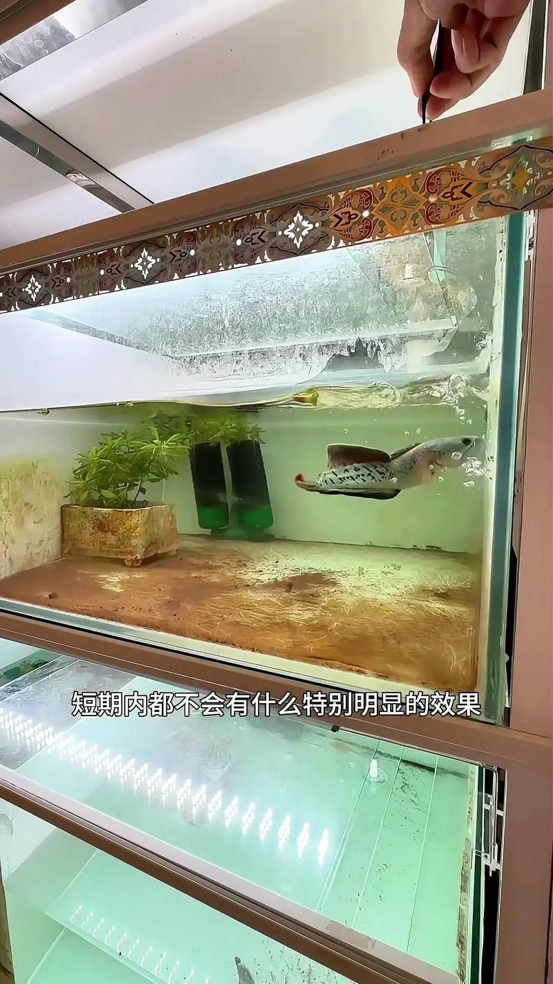 雷龍魚冬季需要喂食嗎 雷龍魚冬季需要喂食嗎 龍魚百科 第3張