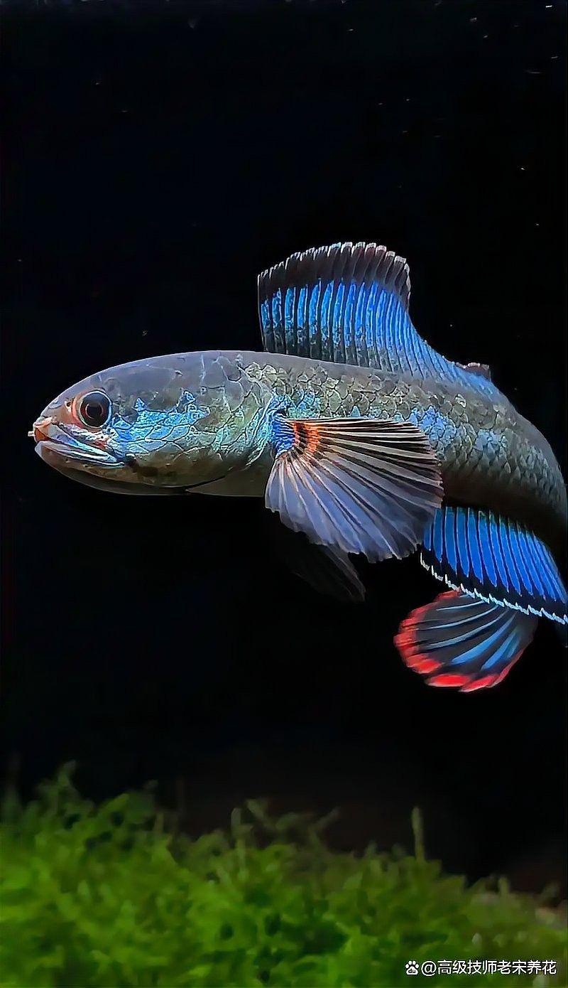 雷龍魚冬季需要喂食嗎 雷龍魚冬季需要喂食嗎 龍魚百科 第9張