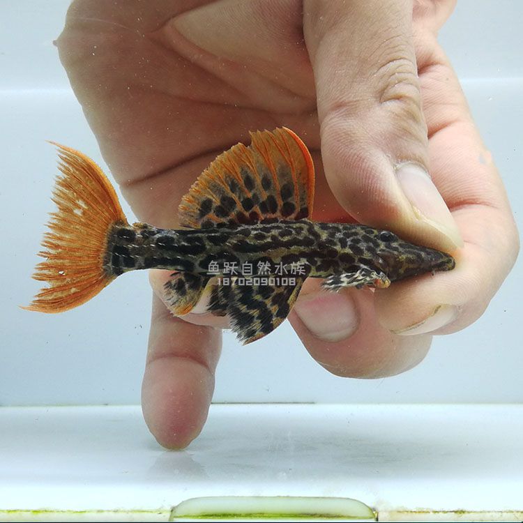 金龍魚如何發色快(金龍魚如何養發色更好)